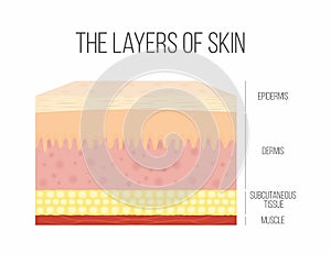 Skin layers. Healthy, normal human skin