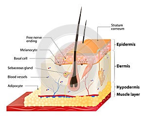 Skin layers photo