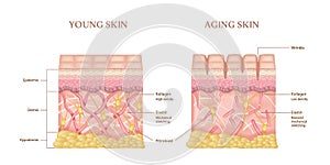 Skin Layers Infographics
