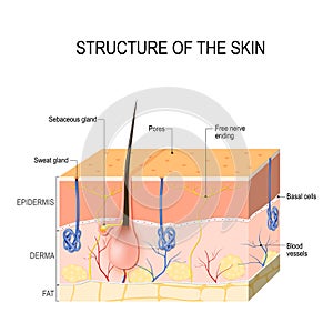 Skin layers with sebaceous gland and sweat glands