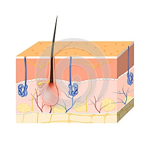 Skin layers with sebaceous gland and sweat glands