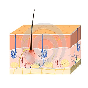 Skin layers with sebaceous gland and sweat glands photo