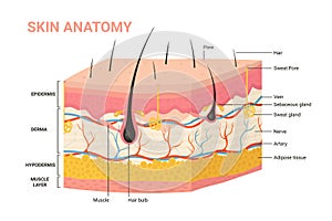 Skin layers, structure anatomy diagram, human skin infographic anatomical background