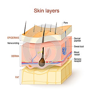 Skin layers. Structure of the human skin