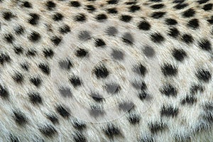 Skin of the leopard