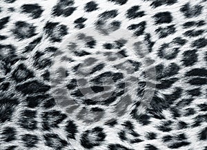 Skin of the leopard