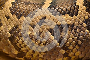 skin of a live snake close-up