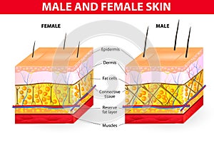 Skin male and female