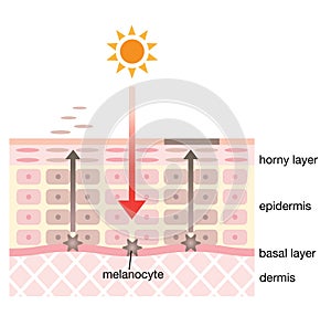 Skin mechanism of blotches