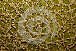 Skin of melon