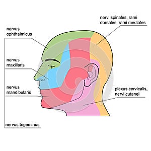 The skin nerves of of the head.