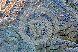 Skin of Nile crocodile, Crocodylus niloticus, with open muzzle, in the river bank, Okavango delta, Moremi, Botswana. Wildlife