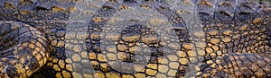 Skin of the Nile crocodile at the Zambezi National Park