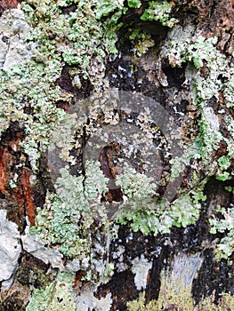 Skin of old big trees