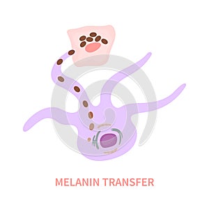 Skin pigmentation and melanosome transfer diagram