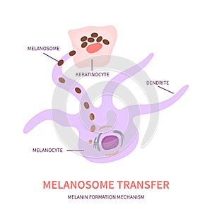 Skin pigmentation and melanosome transfer diagram photo