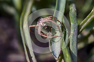 Skin of a predatory spider close up