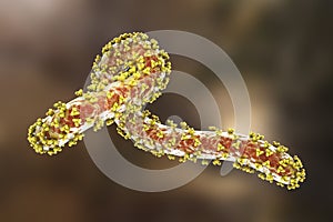 A skin rash on the chest of a patient with Marburg hemorrhagic fever, 3D illustration