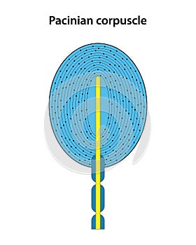 Skin receptor. Pacinian Corpuscle.