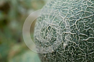 Skin of rock melon