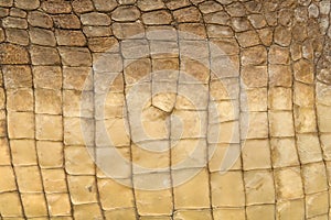 Skin's texture of crocodile