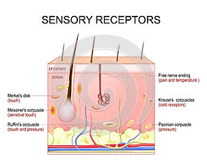 Skin sensory receptors. Cross section of humans skin layers