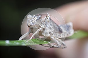 Skin shedding of an odonata species insect.