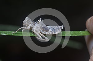 Skin shedding of an odonata species insect.