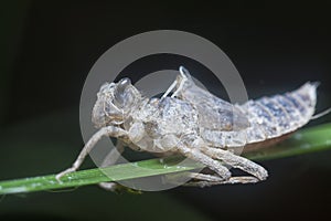 Skin shedding of an odonata species insect.