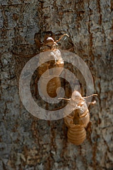 Skin shell of sing cicada on tree trunk