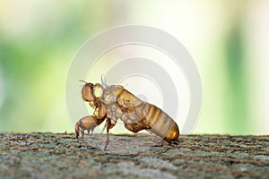 Skin shell of sing cicada on tree trunk