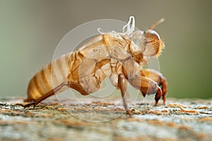 Skin shell of sing cicada on tree trunk