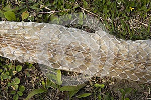 Skin of a snake