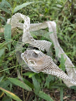 Skin snake . photo
