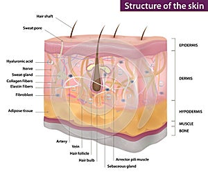 Skin structure, medicine, full description, vector illustration photo