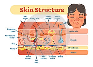 Skin structure vector illustration diagram with skin layers and main elements. Educational medical dermatology information. photo