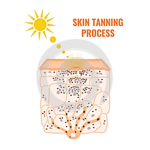 Skin tanning process in epidermis cross-section diagram photo