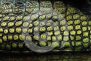 Skin texture. Gharial (Gavialis gangeticus)