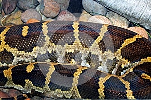 Indian Rock Python