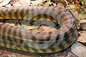 The skin texture of the Woma python