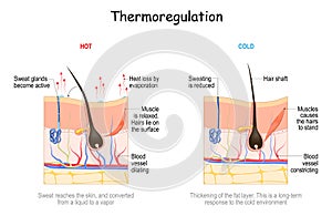 Skin in thermoregulation. Body temperature regulation