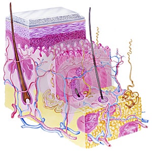 Skin - Transdermal Patch Medication Molecule Diffusion Through Layers