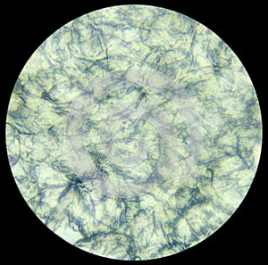 Skin under the microscope, background