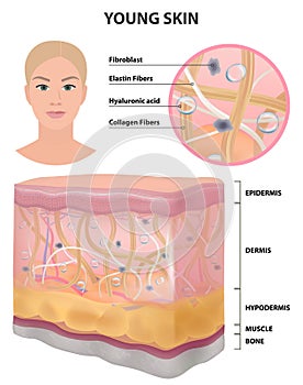 Skin women young healthy elastic, detailed drawing, cosmetology vector