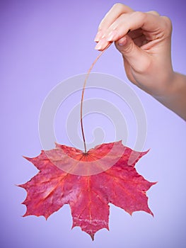 Skincare. Hand with maple leaf as symbol red dry capillary skin.