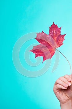 Skincare. Hand with maple leaf as symbol red dry capillary skin.