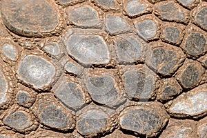 Sking of Aldabra giant tortoise