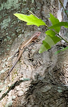 Skink