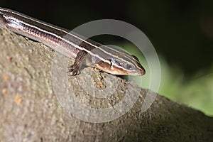 Skink