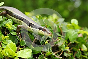 The skink acting and looking at the camera on the